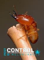 Termite Control Melbourne image 4